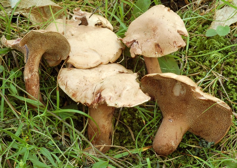Del 4 luglio (6) (cfr. Sarcodon joeides)